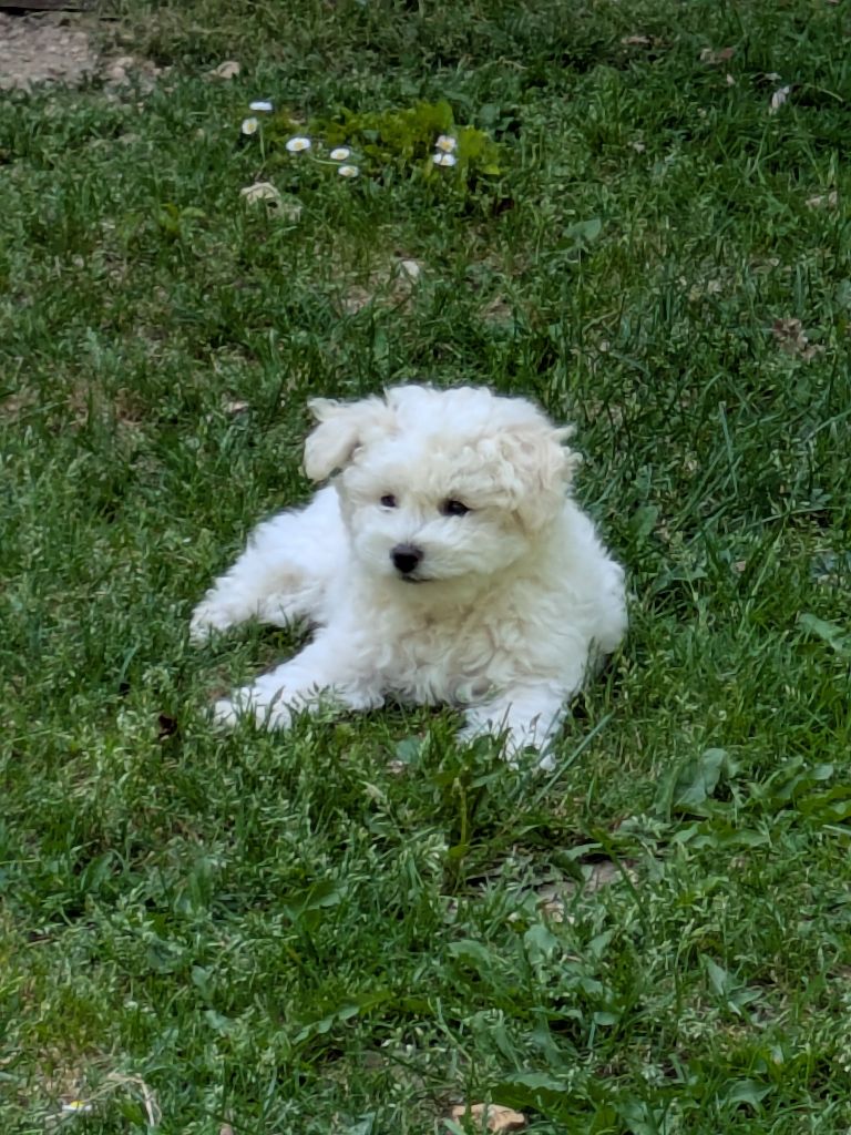 du Domaine De La Loutre Blanche - Chiots disponibles - Bichon Frise